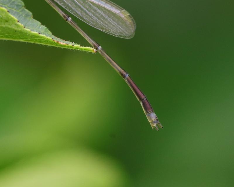 Photo of Orange Bluet