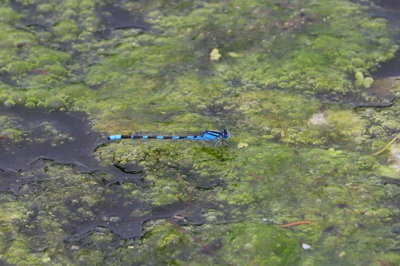 Photo of Tule Bluet