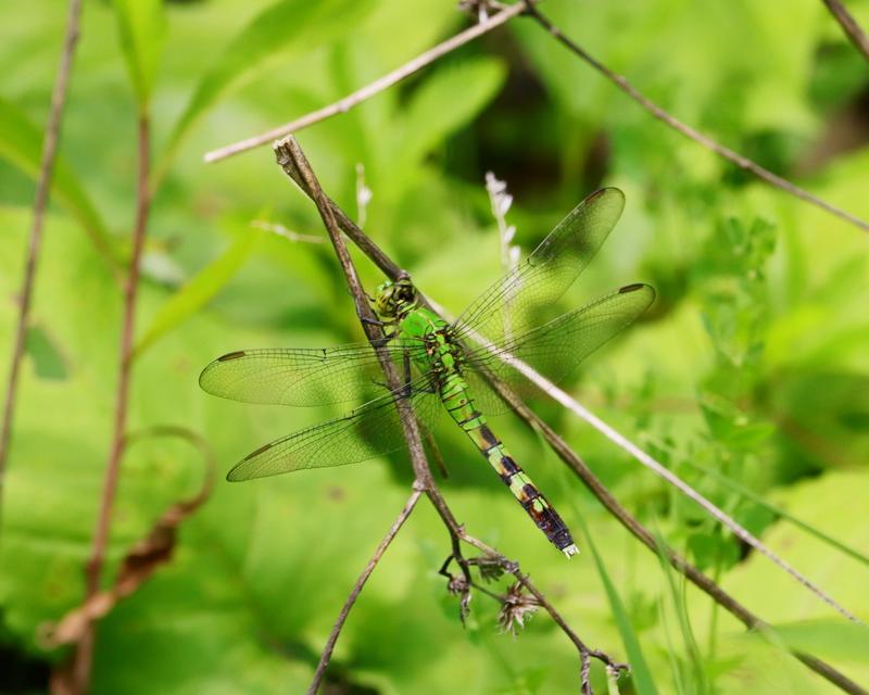 Photo of Eastern Pondhawk