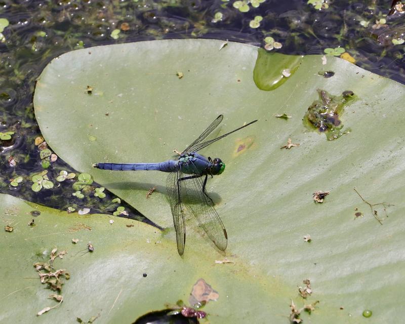 Photo of Eastern Pondhawk