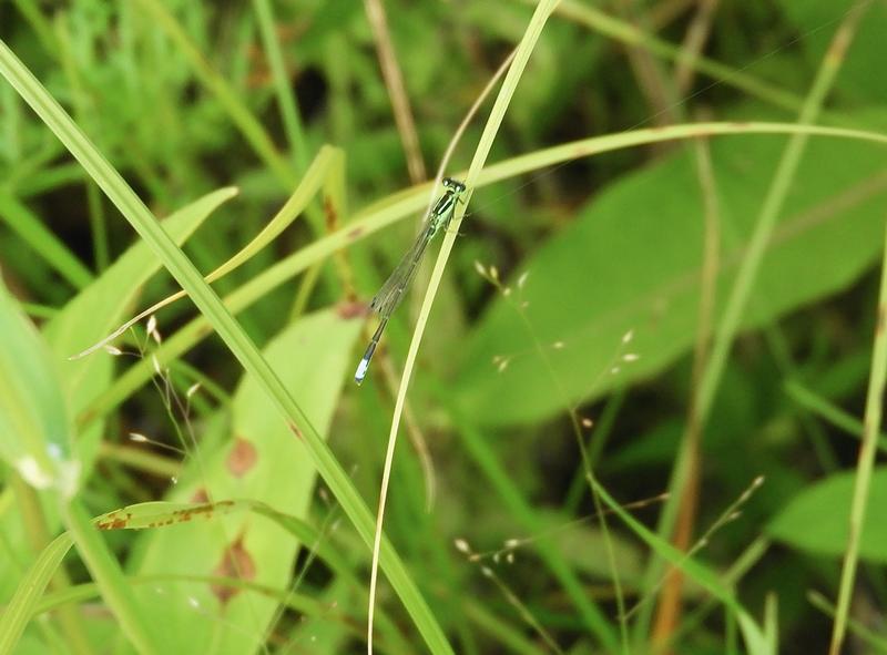 Photo of Eastern Forktail