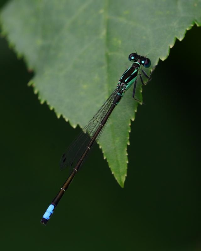Photo of Eastern Forktail