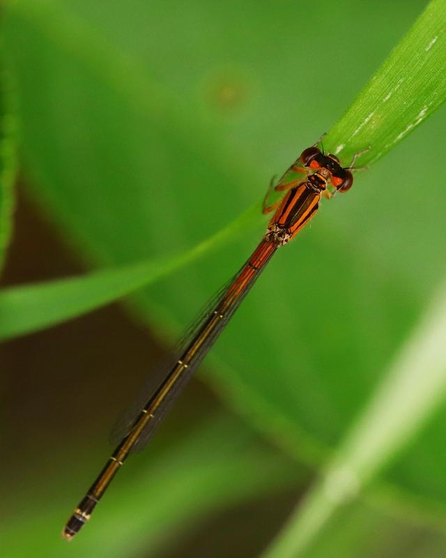 Photo of Eastern Forktail