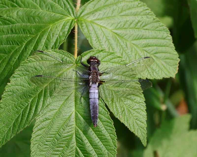 Photo of Chalk-fronted Corporal