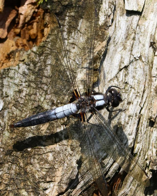 Photo of Chalk-fronted Corporal