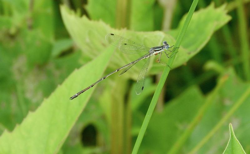 Photo of Slender Spreadwing