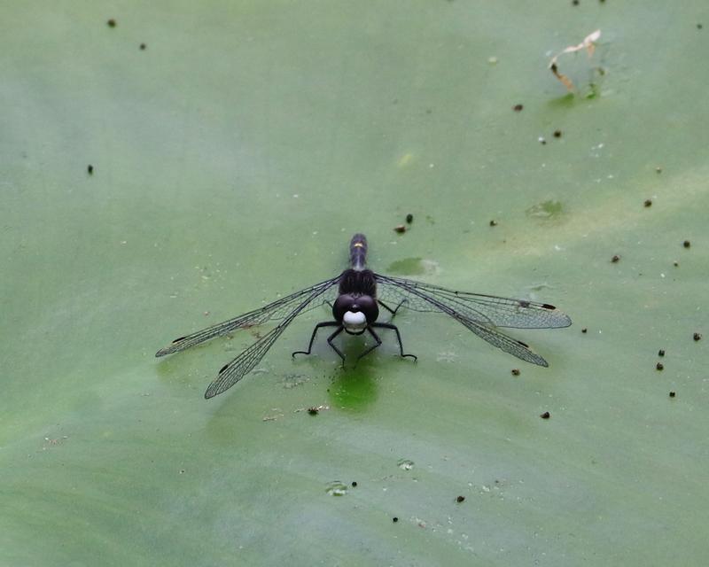 Photo of Dot-tailed Whiteface