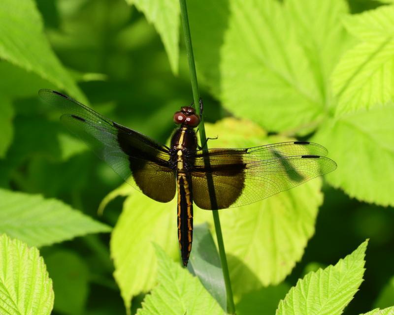 Photo of Widow Skimmer