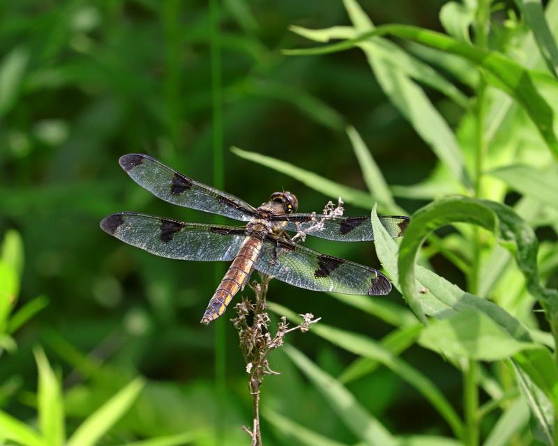 Photo of Twelve-spotted Skimmer