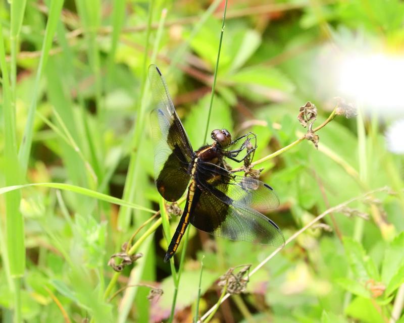 Photo of Widow Skimmer