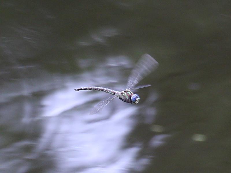 Photo of Cyrano Darner