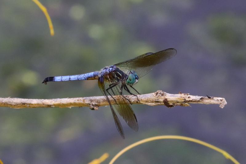 Photo of Blue Dasher