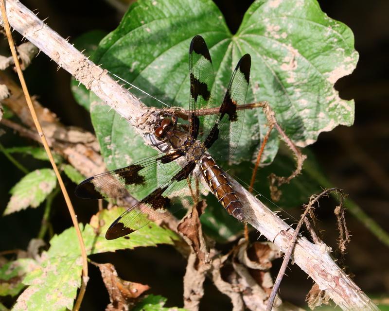 Photo of Common Whitetail