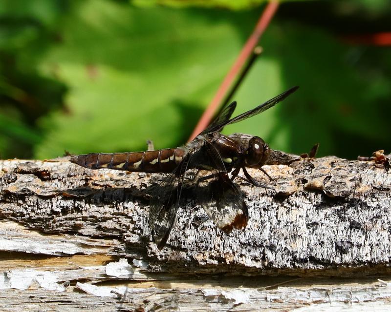 Photo of Common Whitetail