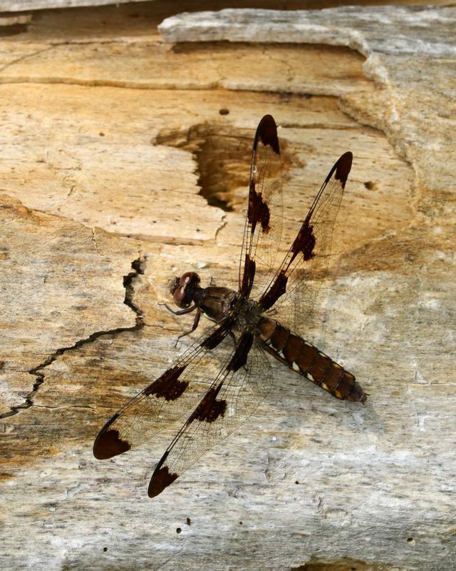 Photo of Common Whitetail