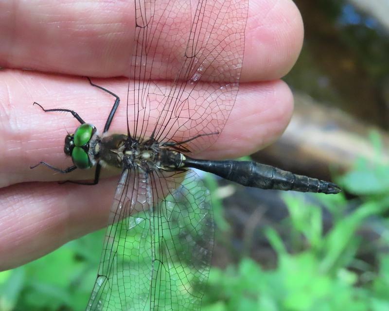 Photo of Ocellated Emerald