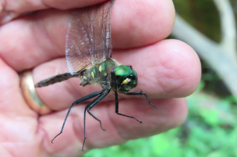 Photo of Ocellated Emerald