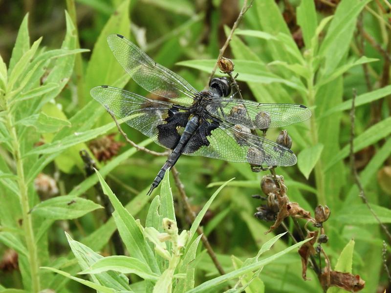 Photo of Black Saddlebags