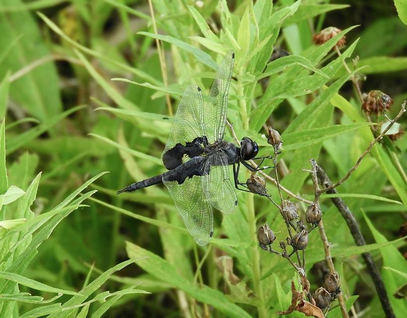 Photo of Black Saddlebags