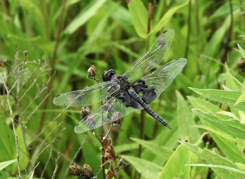 Photo of Black Saddlebags