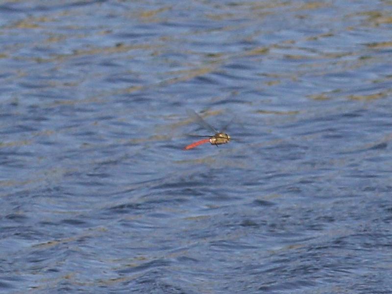 Photo of Comet Darner