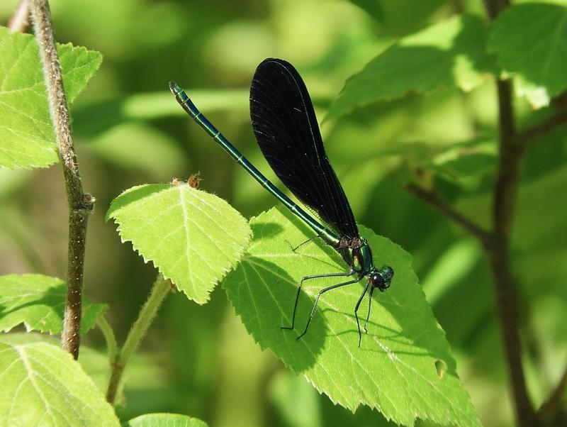 Photo of Ebony Jewelwing