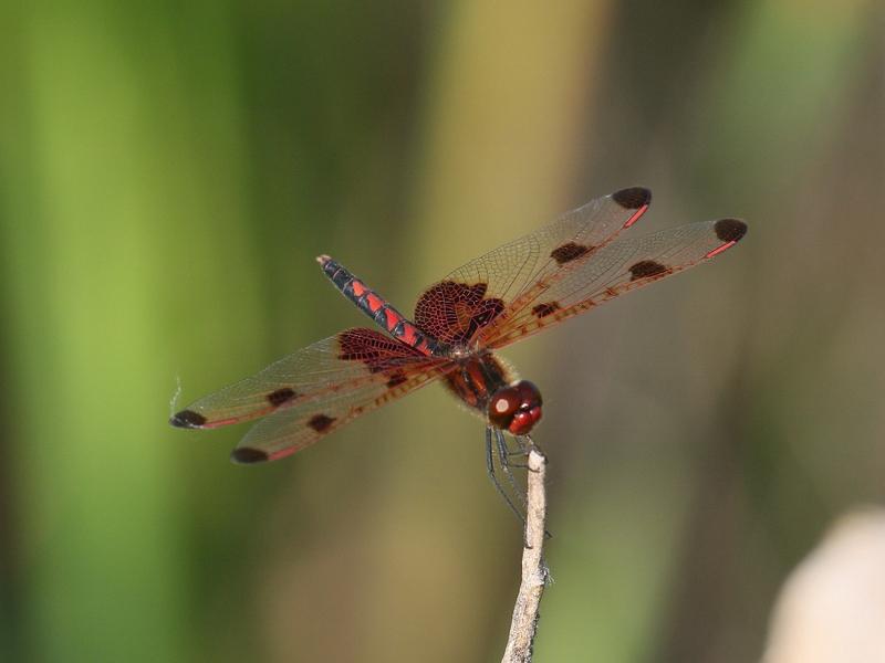 Photo of Calico Pennant