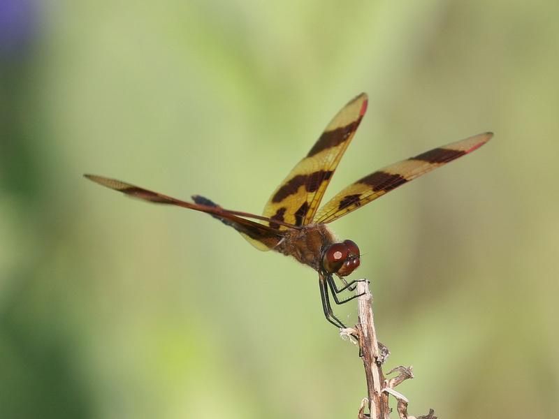 Photo of Halloween Pennant