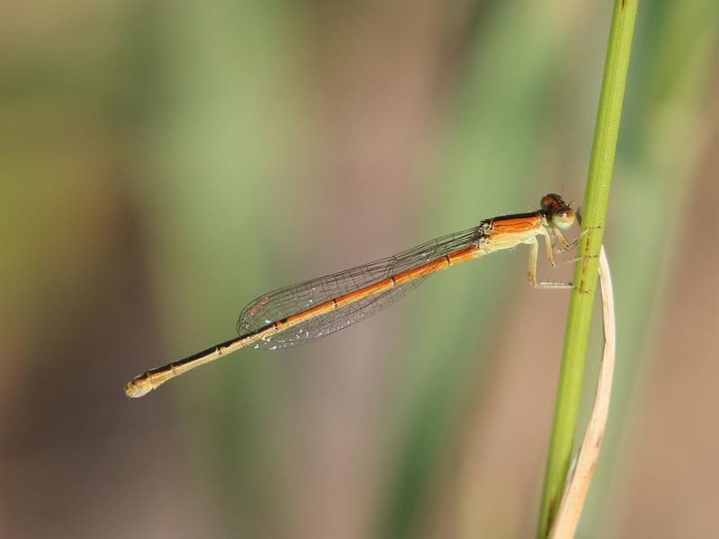 Photo of Citrine Forktail