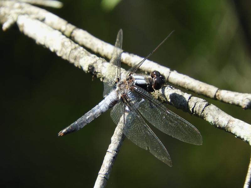 Photo of Chalk-fronted Corporal