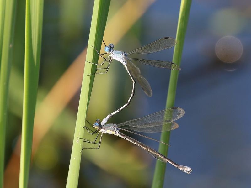 Photo of Amber-winged Spreadwing