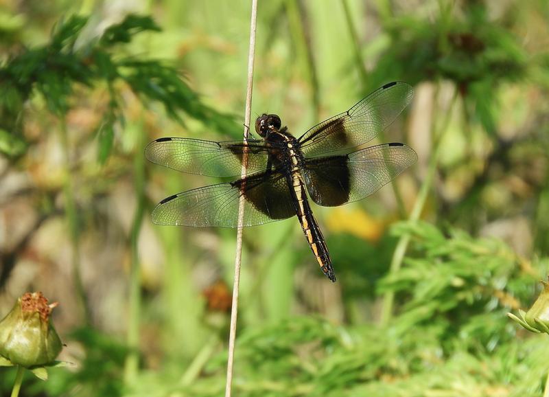 Photo of Widow Skimmer