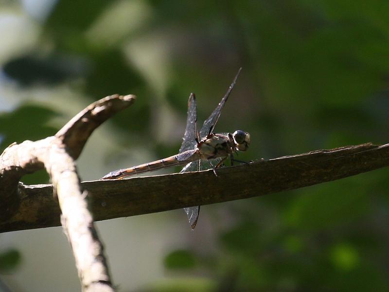 Photo of Great Blue Skimmer