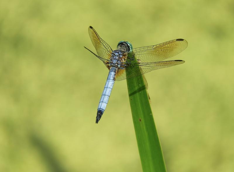 Photo of Blue Dasher