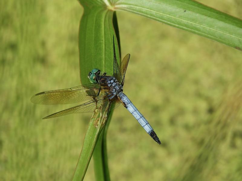 Photo of Blue Dasher