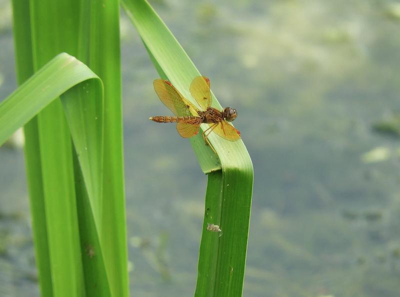 Photo of Eastern Amberwing