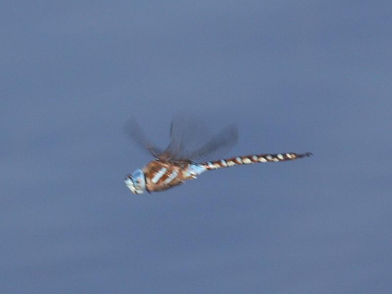 Photo of Blue-eyed Darner