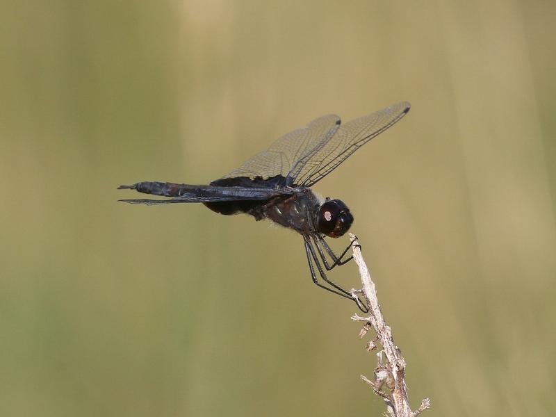 Photo of Black Saddlebags