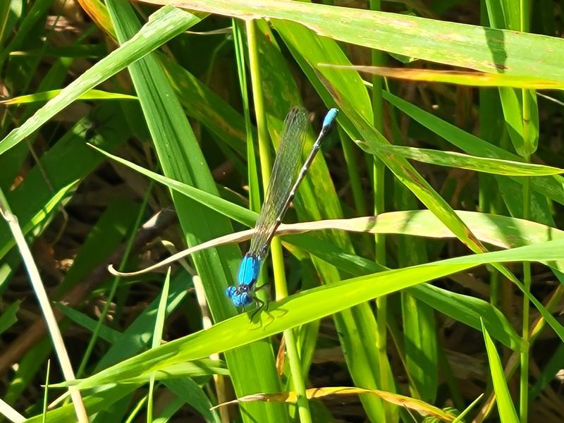 Photo of Blue-fronted Dancer