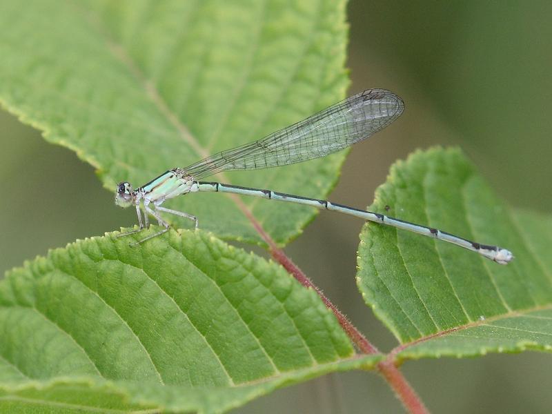 Photo of Vesper Bluet