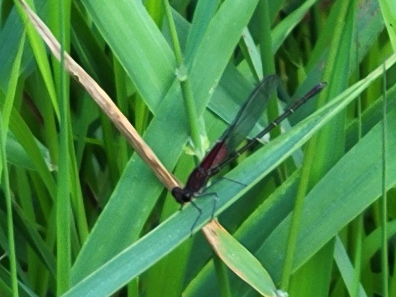 Photo of American Rubyspot