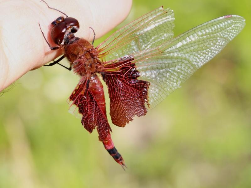 Photo of Carolina Saddlebags