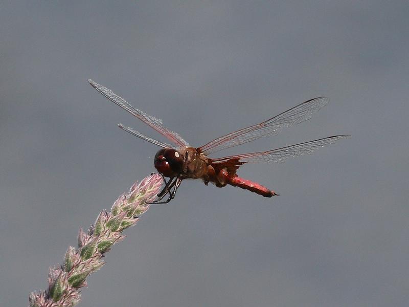 Photo of Red Saddlebags