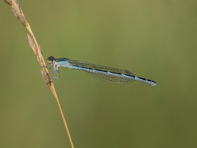 Photo of Tule Bluet