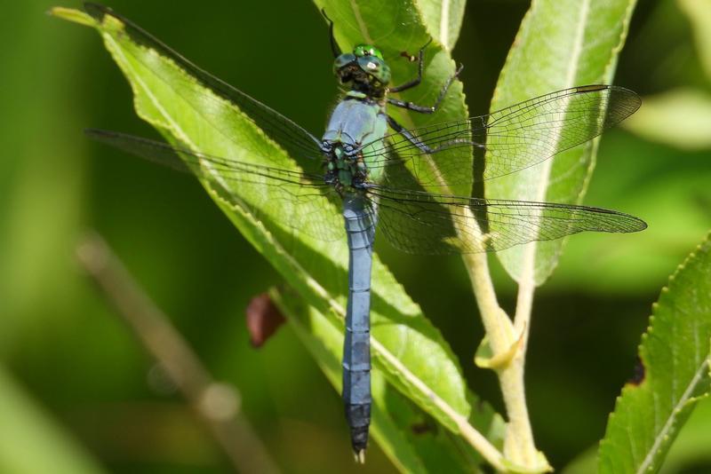 Photo of Eastern Pondhawk