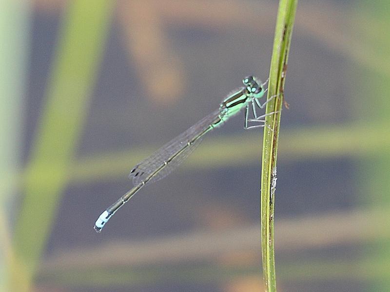 Photo of Eastern Forktail