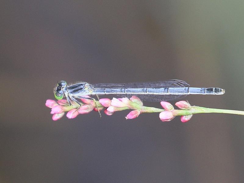 Photo of Eastern Forktail