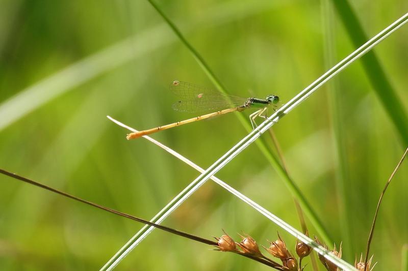 Photo of Citrine Forktail