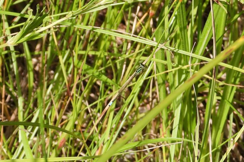 Photo of Eastern Forktail