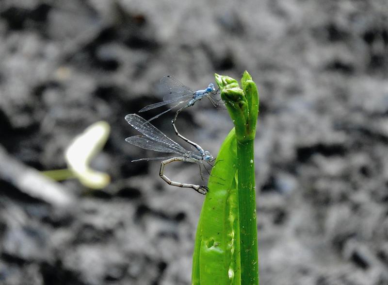 Photo of Sweetflag Spreadwing